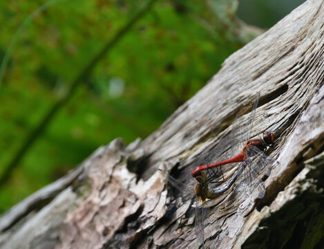 Two dragonflies copulating on a tree branch