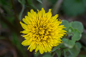 Beautiful yellow dandelion in the garden close up, meadow with green leaves, in the park, wild flowers, macro photography
