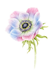 Watercolor illustration of a blue anemone flower with a stem.