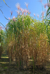 Champ de miscanthus