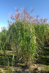 Champ de miscanthus