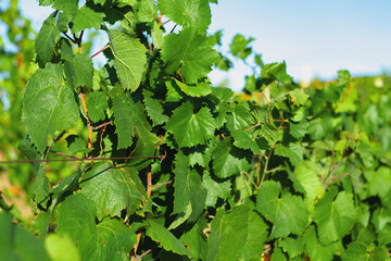 Grapes bush leaves in a vineyard close up