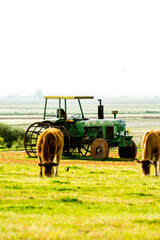 Countryside landscape with old tractor and cows