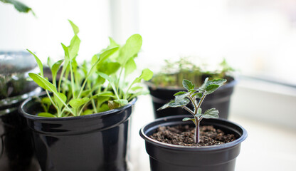 Close-up of seedlings of green small thin leaves of a tomato plant in a container growing indoors in the soil in spring. Seedlings on the windowsill