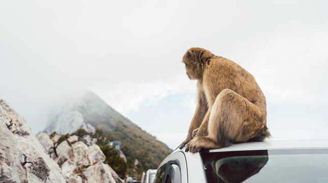 Monkey sitting on a car with rock of Gibraltar in the background