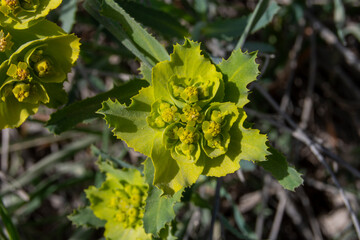 Lechetrezna planta silvestre en el campo en primavera