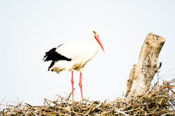 Stork in its nest on a bright morning