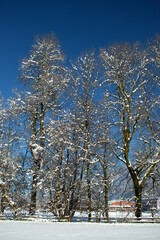 Fototapeta premium Branches covered with fresh snow in Schaan in Liechtenstein 16.1.2021