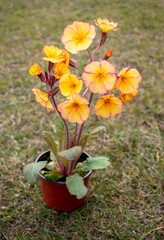 Small brown plastic flower pot with soft tall yellow or light orange  primula flowers (seedling) with vivid orange or yellow centers standing on the green lawn in the spring garden. 