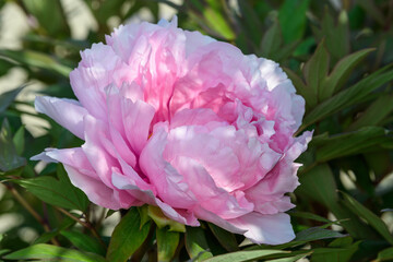 Close up of one large vivid pink peony flower bloom in a garden in a sunny summer day, beautiful outdoor floral background photographed with soft focus.
