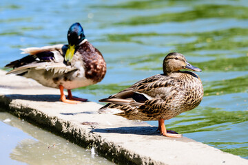 Two brown wild ducks on a lake in a sunny summer day.