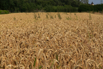 Large grain field in summer