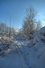 Branches covered with fresh snow in Schaan in Liechtenstein 16.1.2021