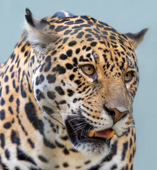 Fototapeta na wymiar Close-up view of a Jaguar (Panthera onca)