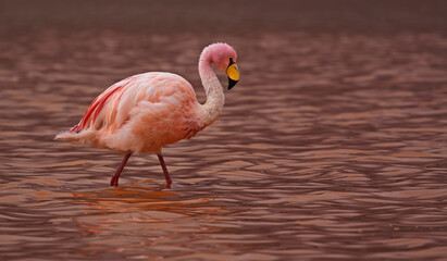 James Flamingo (Phoenicoparrus jamesi) at Laguna Colorada (Bolivia)