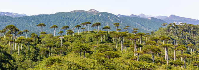 Araucaria forest at Conguillio N.P. (Chile) - panoramic view
