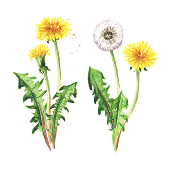 Wild medical plant dandelion flower set, Watercolor hand drawn illustration isolated on white background