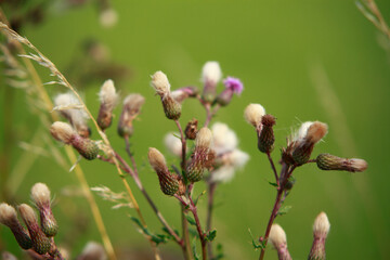 Flowering plants and flowers in summer