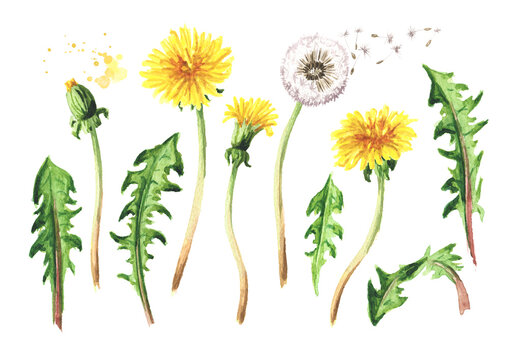 Wild medical plant dandelion set, Watercolor hand drawn illustration isolated on white background