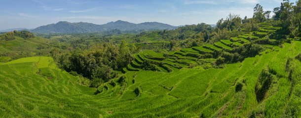 Spectacular panoramic view on rice terraces near Ruteng, in the mountains of Flores island, East Nusa Tenggara, Indonesia