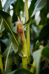 Closeup of a corn on the cob