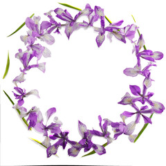 Fototapeta na wymiar Floral background, Siberian iris, isolated on white background
