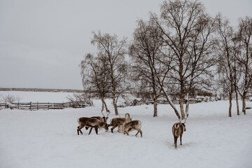 Reindeer in the Saami village in Swedish Lapland