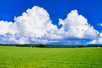道東地方の麦畑にかかる入道雲