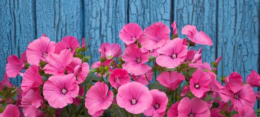 pink Petunia, flowers on a blue background, near an old cracked wall