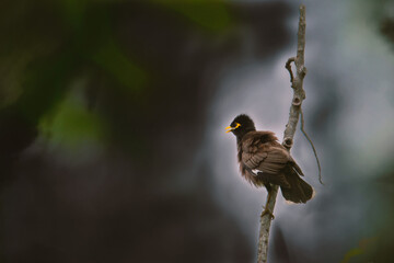 Common myna