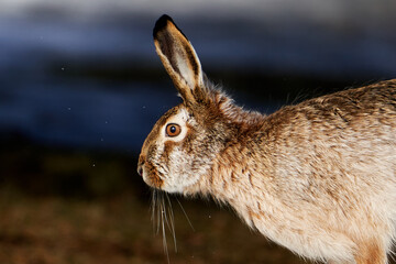 European hare closeup