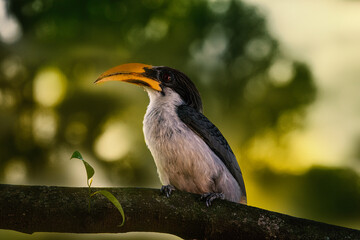 yellow billed hornbill