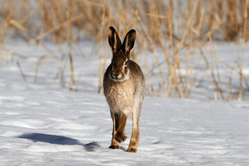European hare  © Boxun