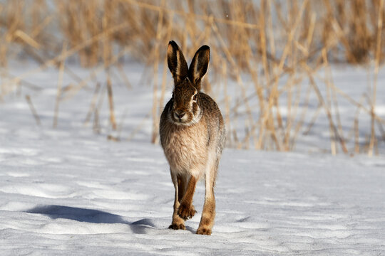 European hare 