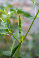 Green fresh organic chili in the tree