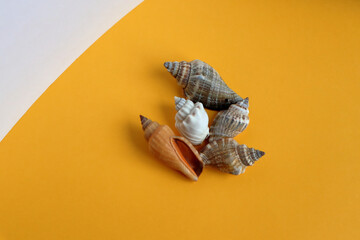 Sea shells on an orange background