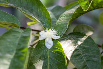 Green guava branch with blooms white flower in the garden