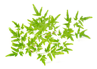 fresh Spora Lygodii leaves isolated on white background