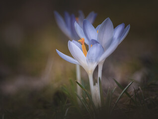 Krokusse im Sonnenschein