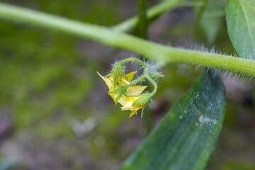 Yellow tomato flowers on a branch with green soft bokeh background