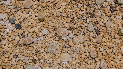 Top view of Lithops, Cactus, Succulent, Cacti, Cactaceae, Tree, Drought tolerant plant.