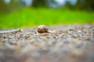 snail on the ground