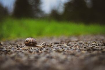 snail on the ground
