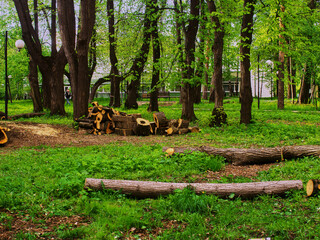 sawed old trees in the park in spring