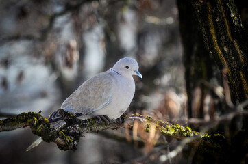 dove on the branch