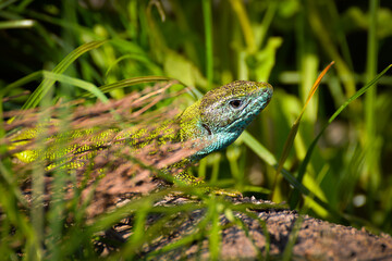 European green lizard
