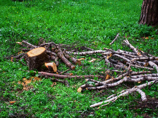 sawed old trees in the park in spring