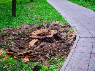 sawed old trees in the park in spring