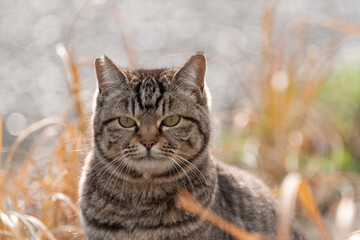 見つめる猫　キジトラ猫