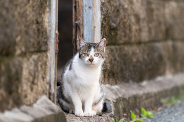 路地の猫　キジトラ猫